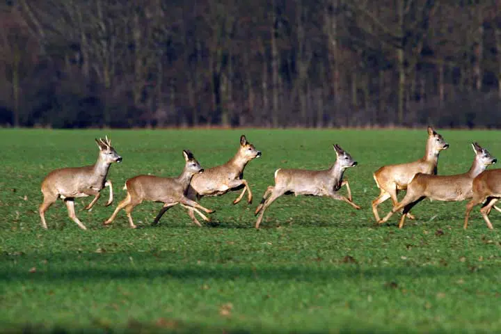 Photo of deer running in the grass. 
