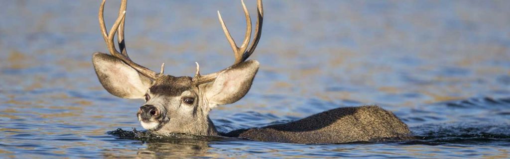 Photo of a deer swimming.