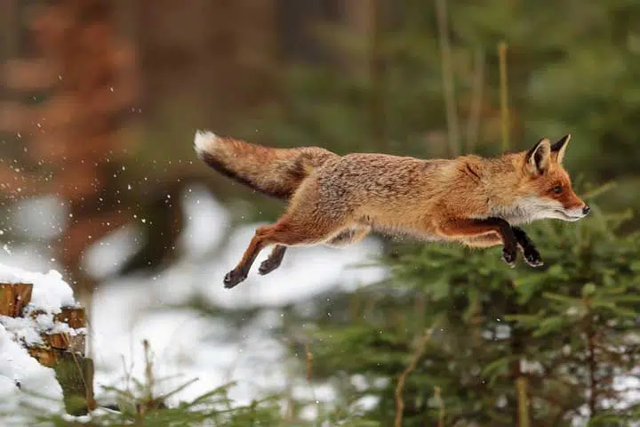 Photo of a red fox jumping. 