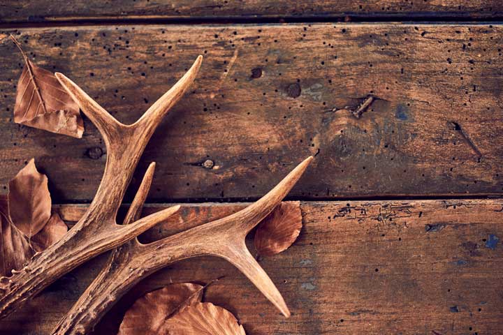 Photo of deer antler on a wooden table. 