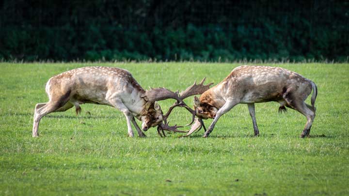 Photo of two deer bulls fighting. 