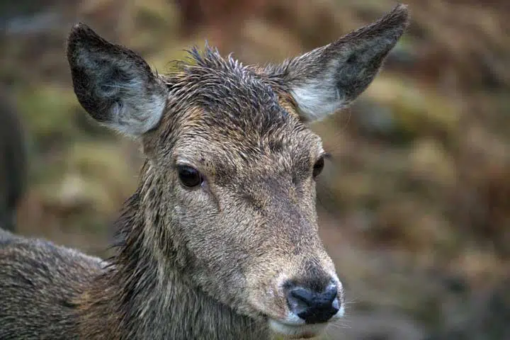 Photo of a wet deer. 