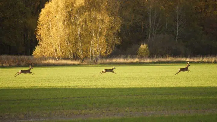 Photo of three deer running. 