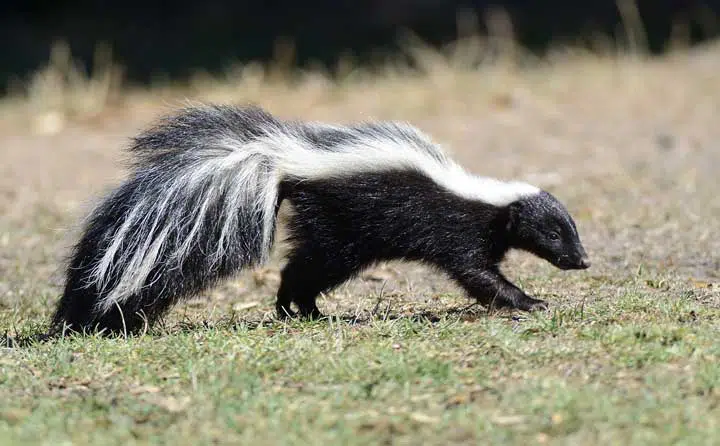 photo of a skunk. 