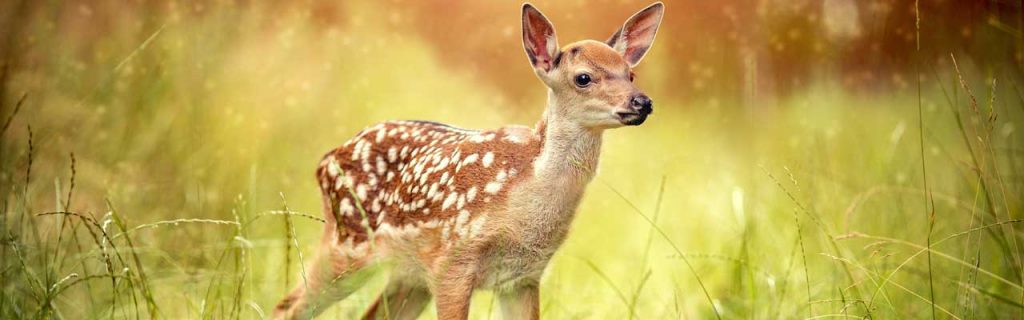 Photo of a deer with spots.