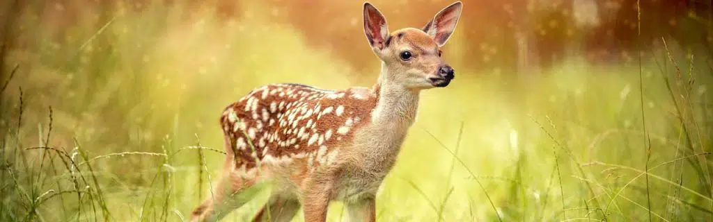 Photo of a deer with spots.