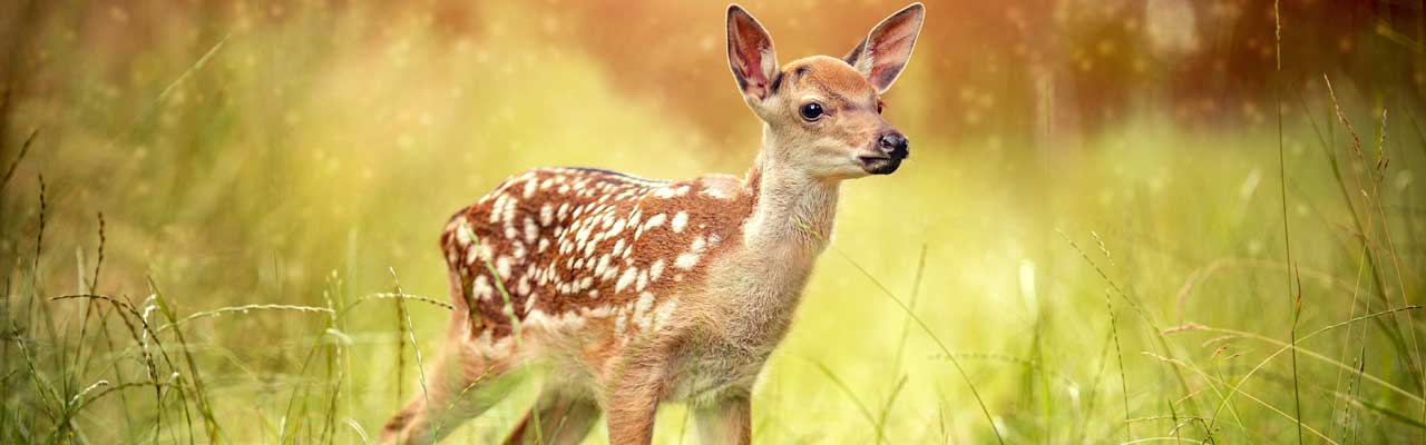 When Do Deer Lose Their Spots