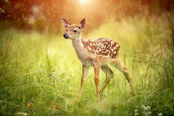 Photo of a fawn in the wood. 