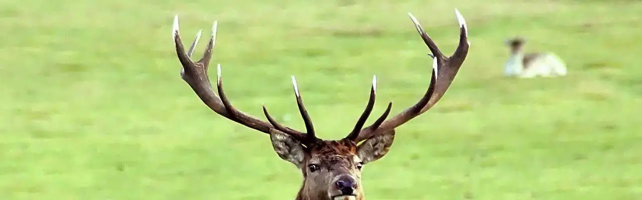 When Do Deer Shed Their Antlers?