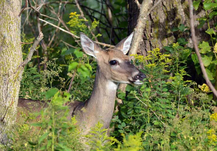 Photo of a whitetail deer at the edge of the forest. 