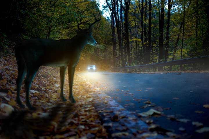 Photo of a car driving on the road when on the side a deer is ready to cross.