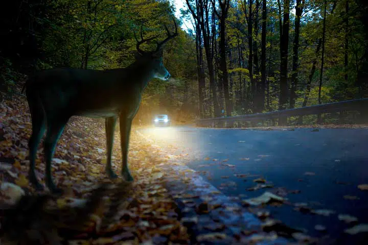 Photo of a car driving on the road when on the side a deer is ready to cross.