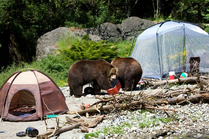 Grizzly Bear in a campsite. 