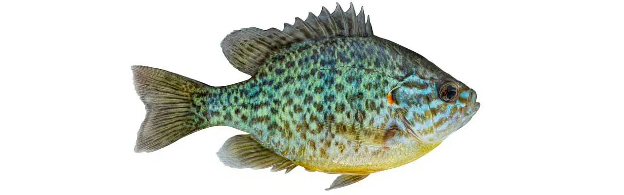 Can You Eat Bluegill?