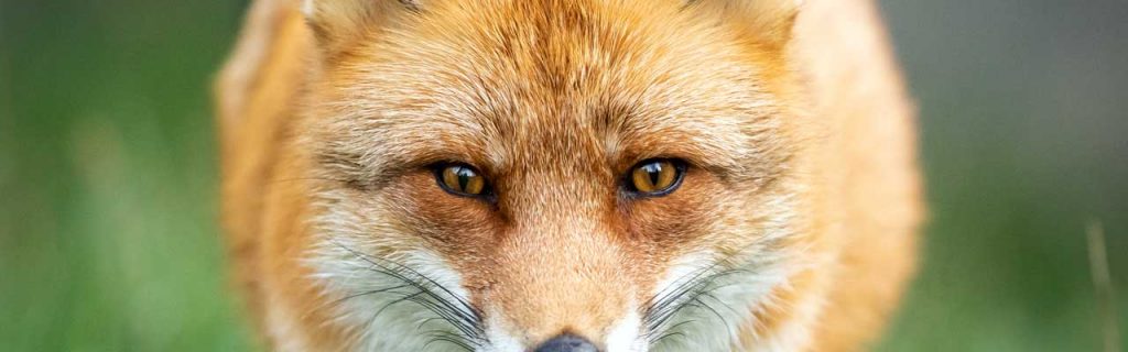 Eyes of a fox.