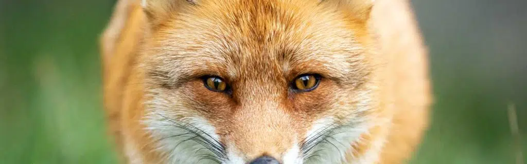 Eyes of a fox.