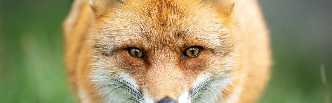 Can you eat fox