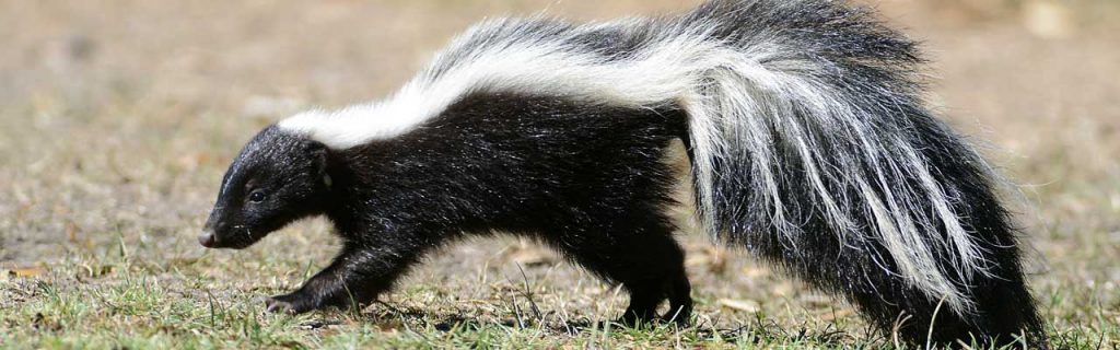 photo of a skunk in the grass.