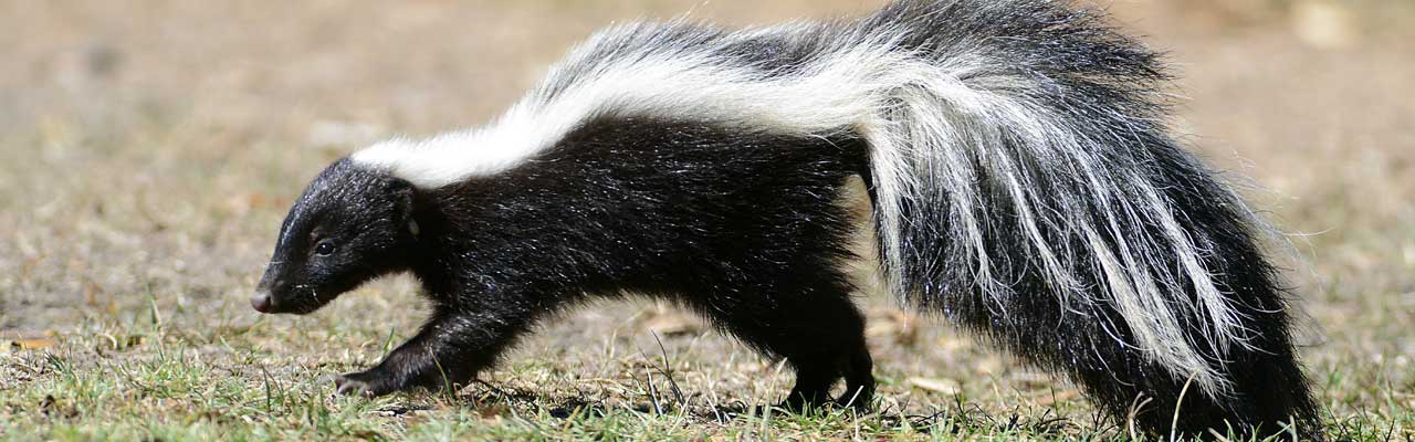 can you eat skunk