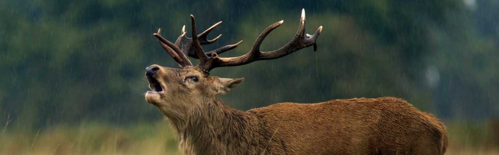 Photo of a bull deer in the rain.