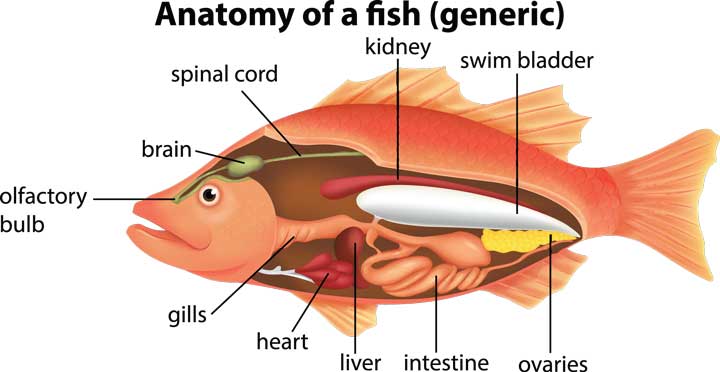 Fish senses - anatomy Anatomy of a fish.