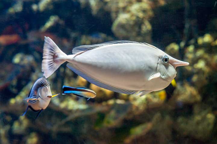 Fish senses - smell Photo of a fish with a nose that looks human.