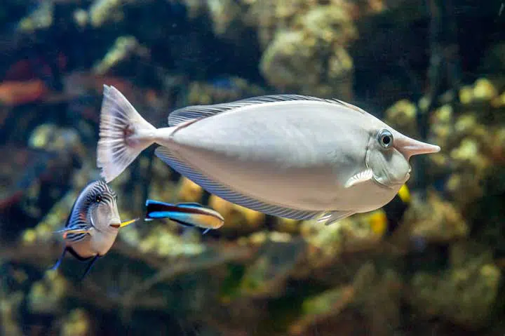 Photo of a fish with a nose that looks human. 