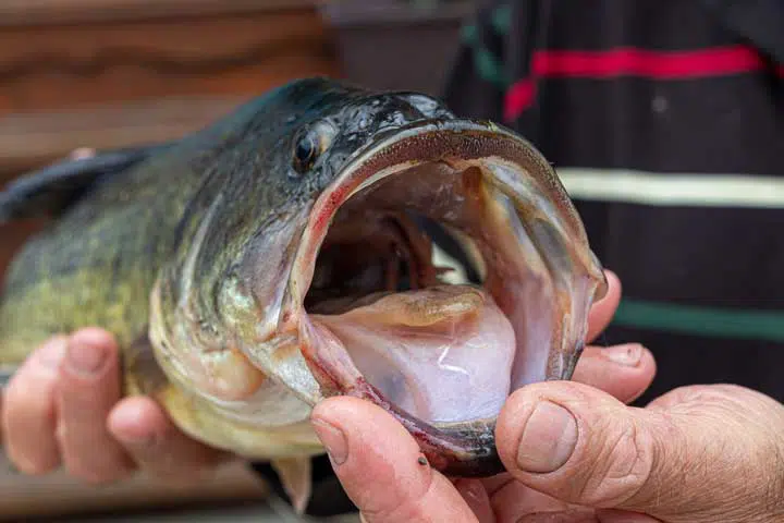 Photo of the mouth of a fish. 