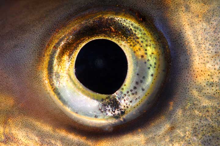 Photo of the eye of a fish. 
