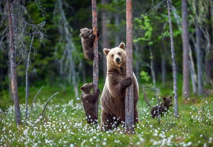 She-bear and bear cubs in the summer forest on the bog among white flowers. 