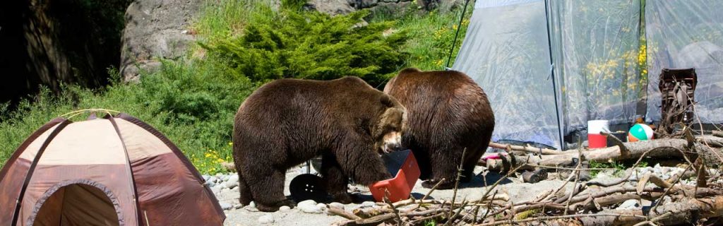 Grizzly Bear in a campsite.