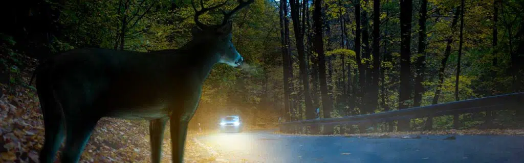 Photo of car coming towards a deer in the side of the road.