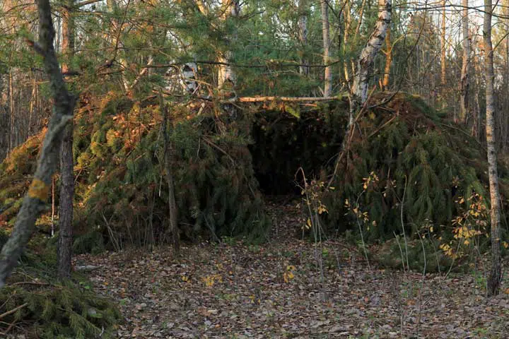 Pine tree hut in the forest. 