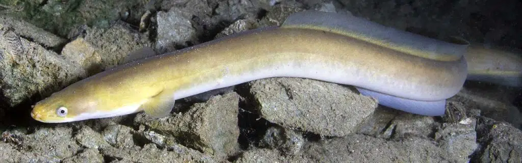 Eel fish (anguilla anguilla) in the beautiful clean river.