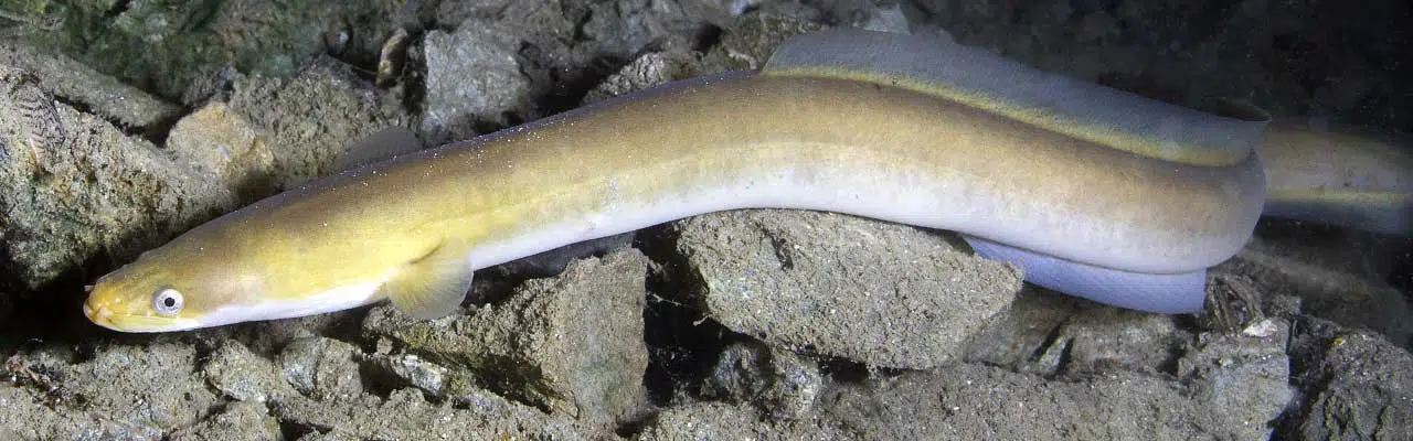Can you eat eel?