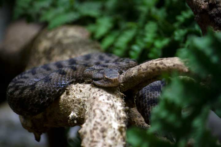 Can you eat snake? Photo of a snake on a branch.