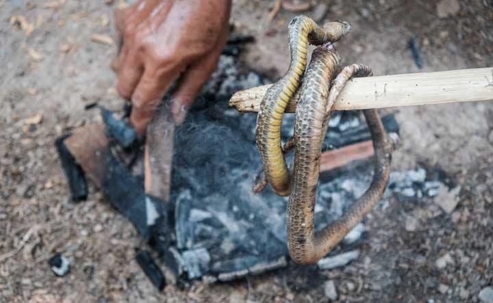Can you eat snake? snake being cooked at campfire.