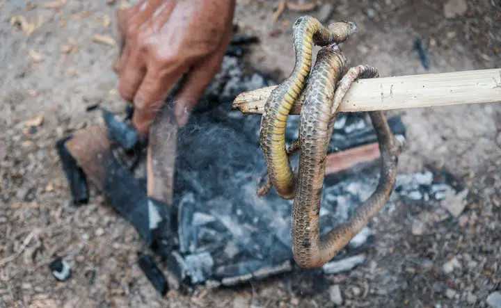 snake being cooked at campfire. 