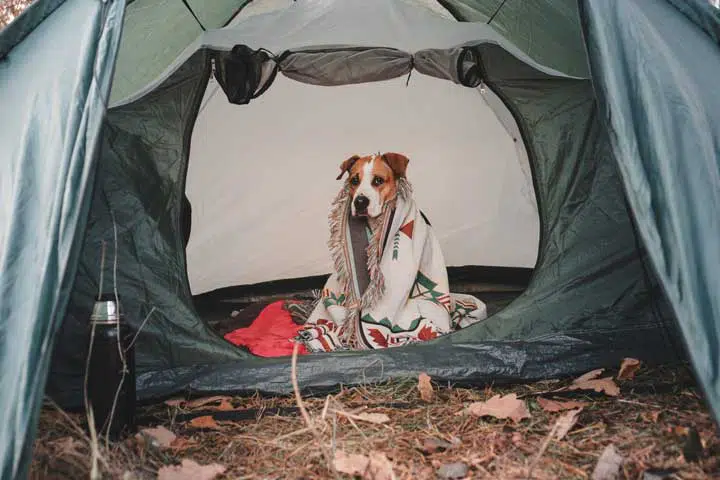 Camping and hiking with pets: staffordshire terrier posing in a tent on a chilly autumn day. 