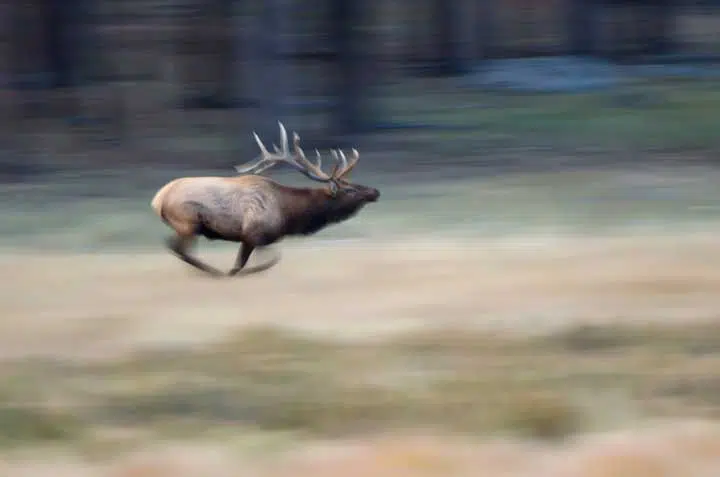 Elk in Colorado Agnieszka Bacal. 