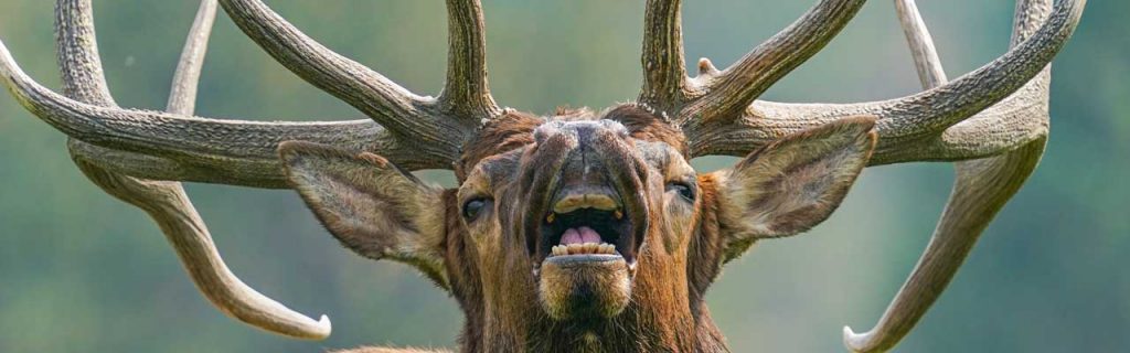 wild elk in the west.