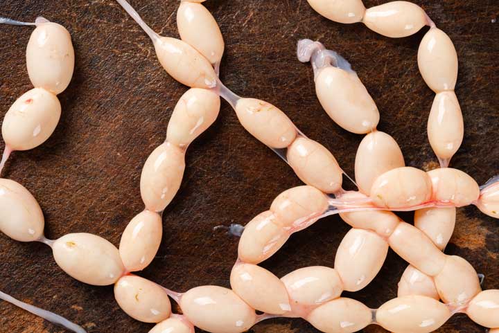 Snake eggs on a chopping board. 