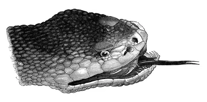 drawing of the head of a snake. 