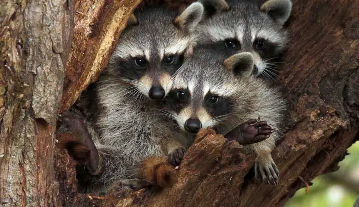 Three cute raccoons on a tree. 