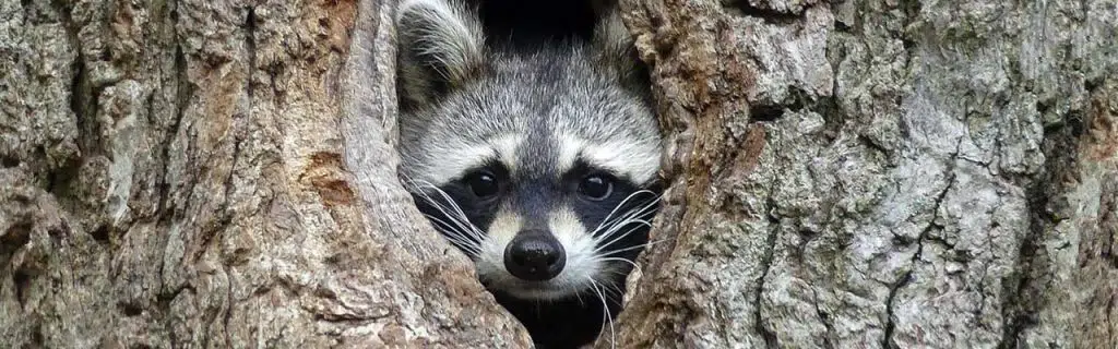 Gorgeous raccoon cute peeks out of a hollow in the bark of a large tree.