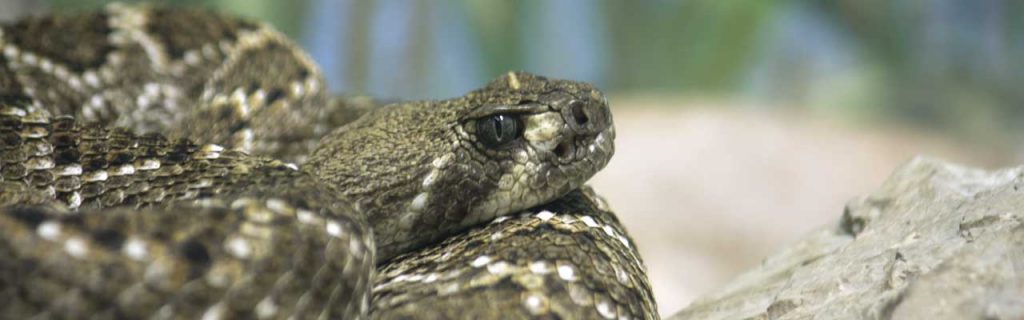 Photo of a snake in the wilderness.