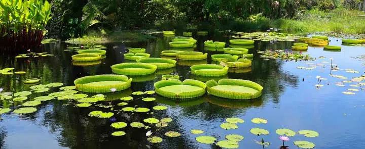 Giant Victoria amazonica water lilies growing and thriving in Naples, Florida, USA.