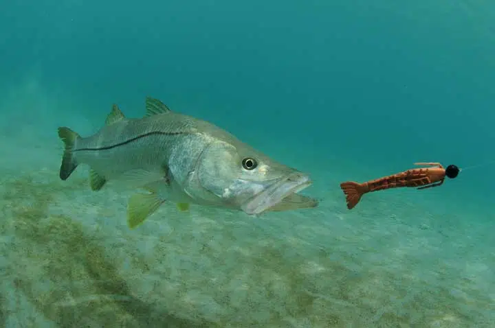 snook fish swimming after lure in the ocean