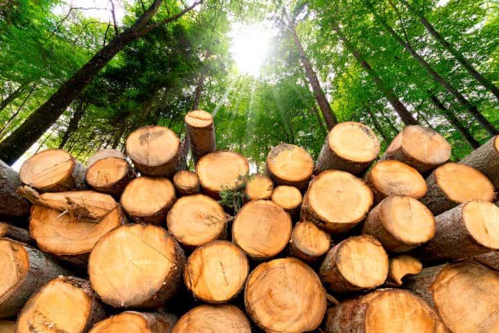 Trunks of trees cut and stacked in the foreground, green forest in the background with sun rays